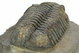 Prone Phacopid (Drotops) Trilobite - Mrakib, Morocco #363268-4